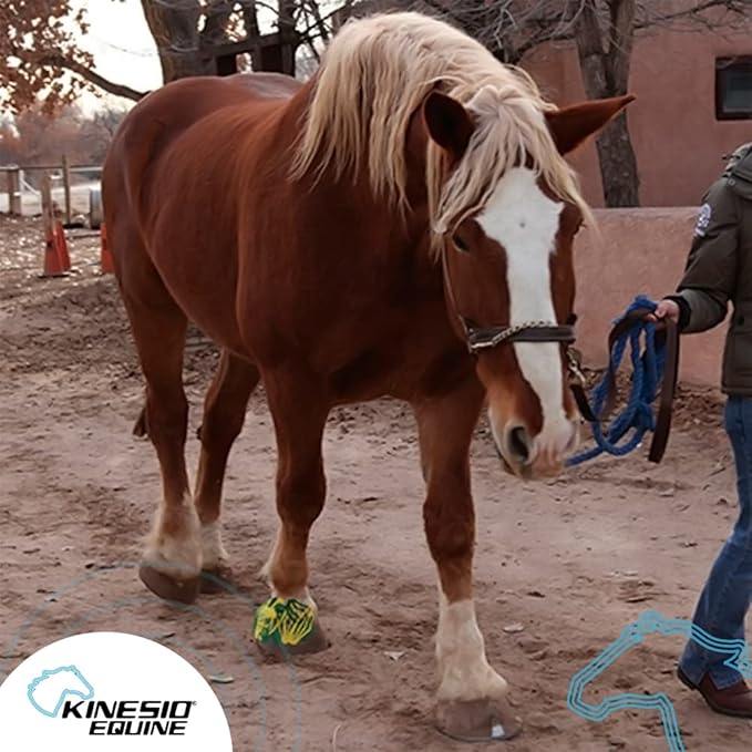 Kinesio Equine Tape - Tex Gold FP Horse Tape -Tape Made Specifically for Horses - 2”x 16’ Roll